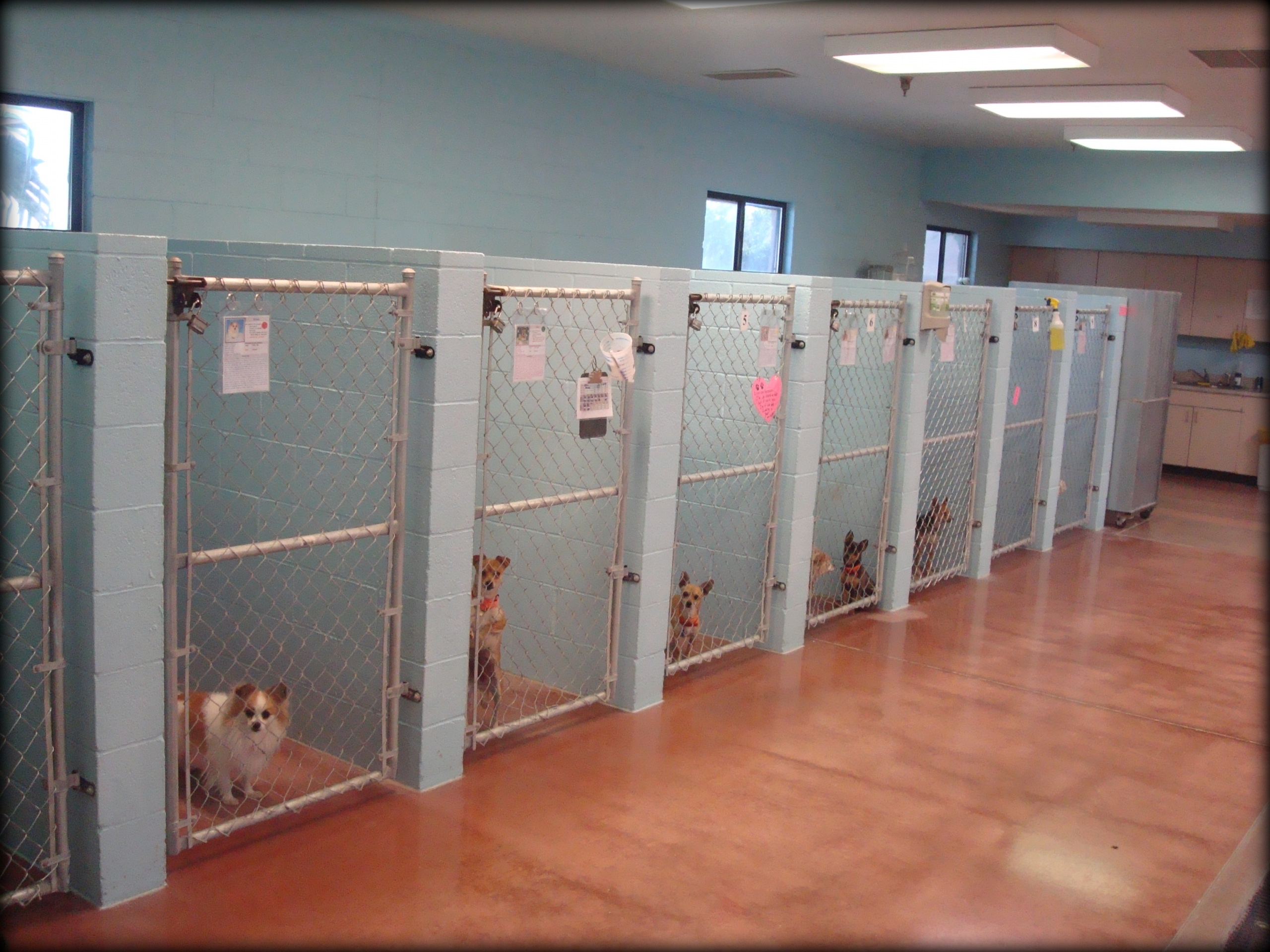 Kennels inside community scaled